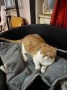 Spot (8)